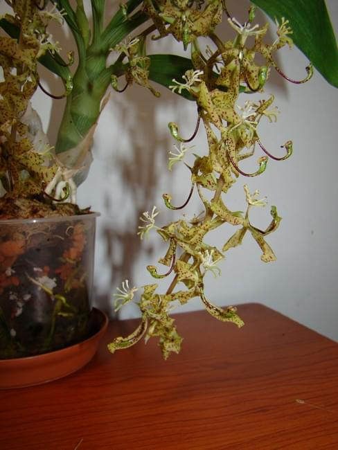 Cycnoches peruvianum
