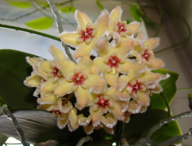 Hoya buotti