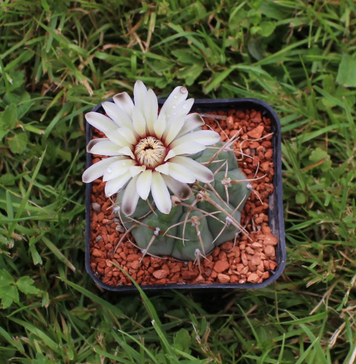 Gymnocalycium spec. Tel de Telaritos