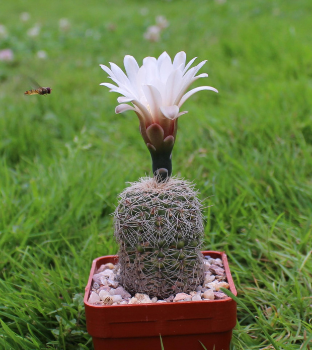 Gymnocalycium papschii VS 160