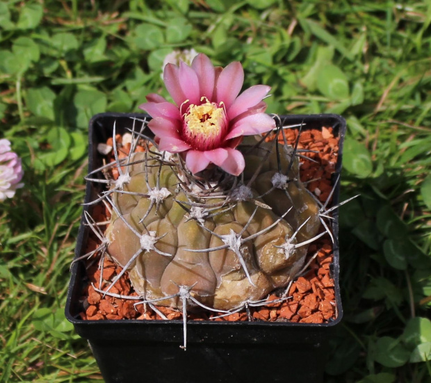 Gymnocalycium glaucum STO 767