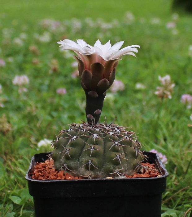 Gymnocalycium spec.