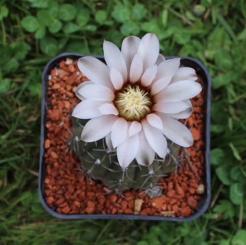 Gymnocalycium spec.