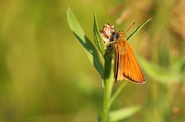 W morzu zieleni #motyl #karłątek