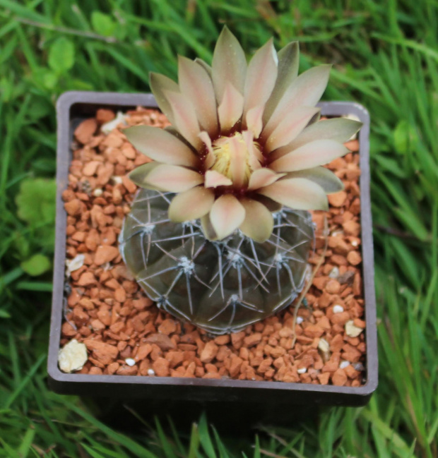 Gymnocalycium berchtii VS 161