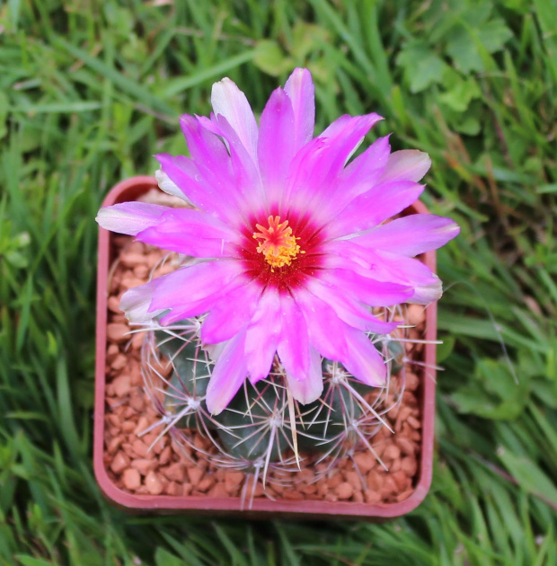 Thelocactus bicolor, Wagneri Paila