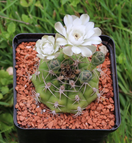 Gymnocalycium damsii