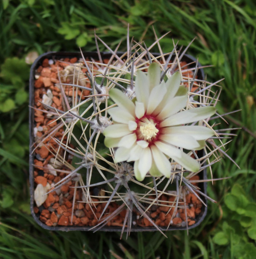 Gymnocalycium bicolor KL 277