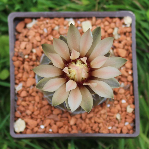 Gymnocalycium berchtii VS 161