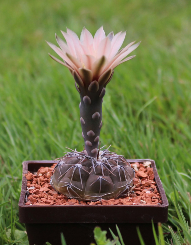 Gymnocalycium berchtii VS 161