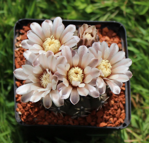 Gymnocalycium stellatum VS 140