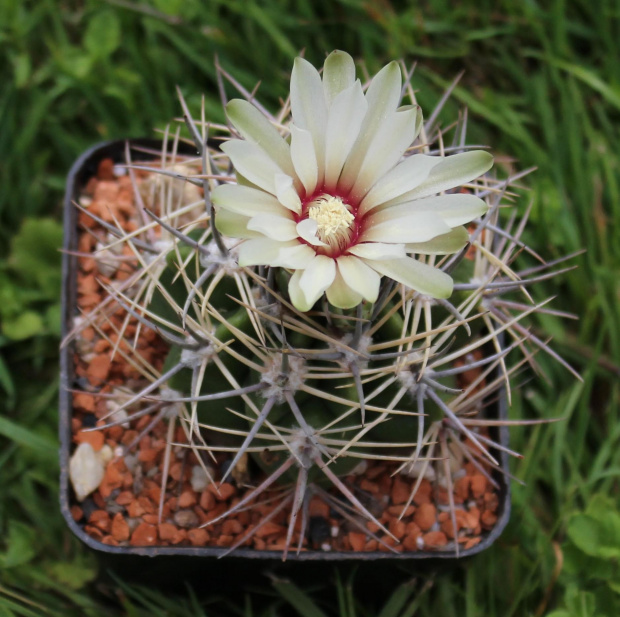 Gymnocalycium bicolor KL 277