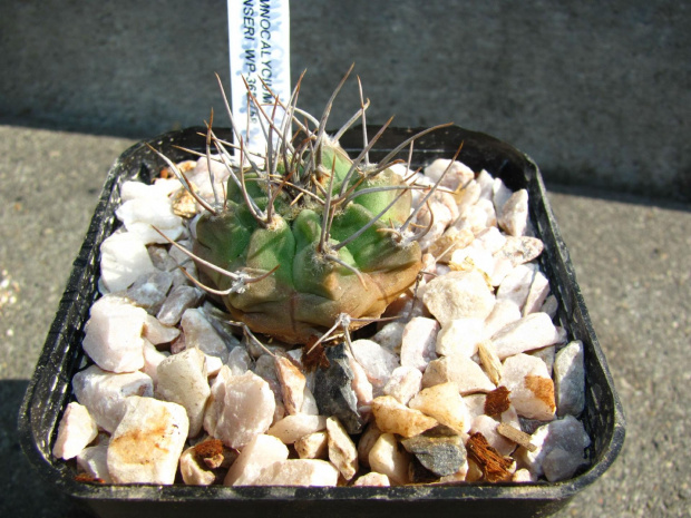 Gymnocalycium genseri WP 00-362-758