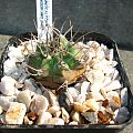 Gymnocalycium genseri WP 00-362-758