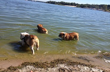 zlot buldogów angielskich. Fioletowe forum buldog-angielski.org.pl #BuldogAngielski #buldogi #FioletoweForum #zlot #Zlot2013