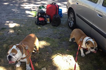 zlot buldogów angielskich. Fioletowe forum buldog-angielski.org.pl #BuldogAngielski #buldogi #FioletoweForum #zlot #Zlot2013