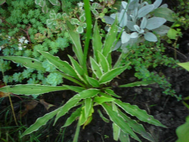 hosta mini