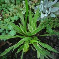 hosta mini