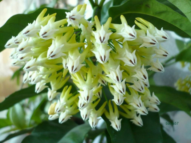 Hoya multiflora