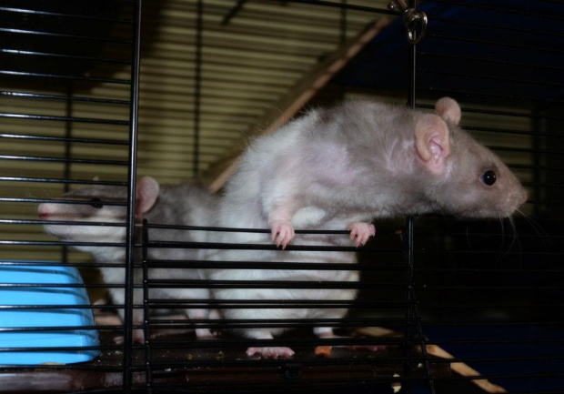 Moje Ciuraski - wrzesień 2013