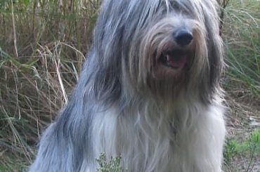 JUlisia Ama Canem wiek 2.5 r www.amacanem.zawiercie.pl #PON #Szczeniaki #AmaCanem #psy #hodowla