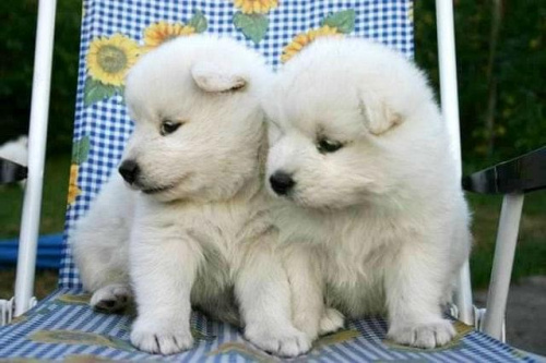 ERIS zRL puppy #SamoyedPuppies
