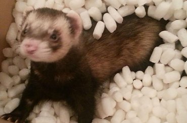 Przyłapany na skropakowych harcach #adopcja #fretka #fretki