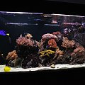 reef tank
