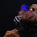 reef tank