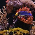 reef tank