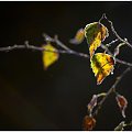 Barwy jesieni #art #barwa #blog #brzoza #fotmart #fotografia #jesień #kolor #kołobrzeg #las #liście #natura #październik #szron #WMoimObiektywie #WojciechWrzesień #WojtekWrzesień #wpis #zdjęcie #życie #przyroda