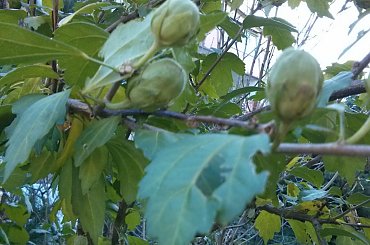 Nie wiem co to :-) #krzew