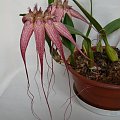 Bulbophyllum Elizabeth Ann Buckelberry