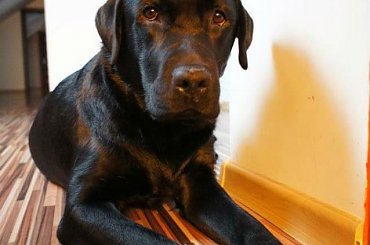 mika #suka #labrador #mika #zaginęła #suwałki #pies