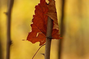 Ciepłem otulona... :) #jesień #liść #przyroda