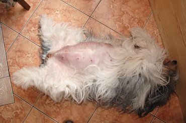 szczenięta Julisi Ama Canem mot E #PONSzczenieta #szczeniaki #AmaCanem