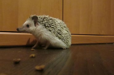 młode #jeż #jeżyki #młode #samiec #samica #słodkie #malutkie #małe