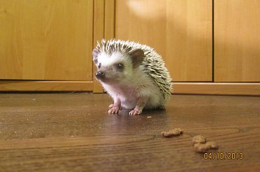 młode #jeż #jeżyki #młode #samiec #samica #słodkie #malutkie #małe