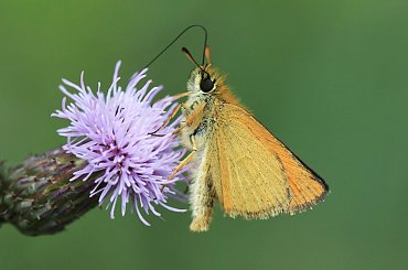 mała jest piękne #kwiat #makro #motyl #przyroda
