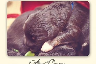 #PON #PolskiOwczarekNizinny #AmaCanem #szczeniaki