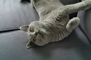 #brytyjski #niebieski #kot #misiu