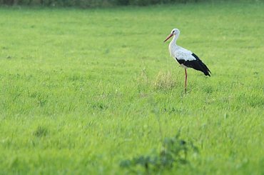 Siła spokoju:) #bociany #łąka