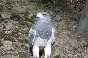 Aguja drapieżnik z Ameryki Południowej. #Góry #BeskidŚląski #Ustroń #Ptaki #Równica