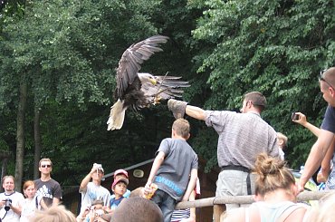 Bielik Amerykański #Góry #BeskidŚląski #Ustroń #Ptaki #Równica