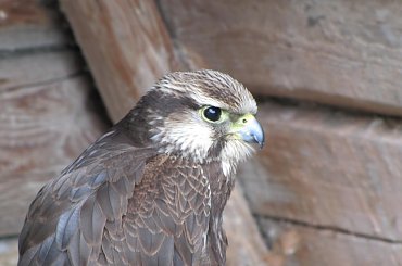 Sokół indyjski #Góry #BeskidŚląski #Ustroń #Ptaki #Równica