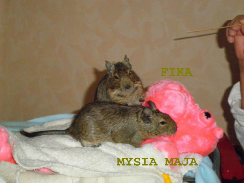 FIKA, MYSIA MAJA, BUBA #FIKA #MYSIAMAJA #BUBA