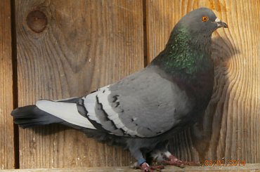 Rysie Polskie #gołębie #rysie #zwierzęta