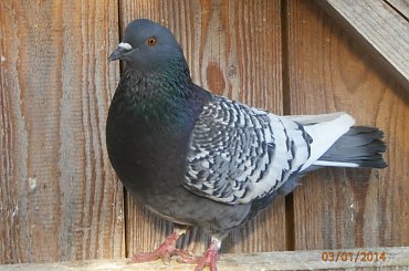 Rysie Polskie #gołębie #rysie #zwierzęta