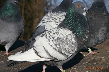 Rysie Polskie #gołębie #rysie #zwierzęta