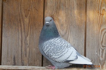 Rysie Polskie #gołębie #rysie #zwierzęta